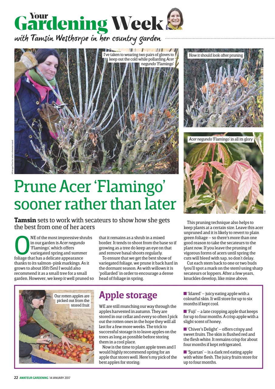 Amateur Gardening Preview Pages