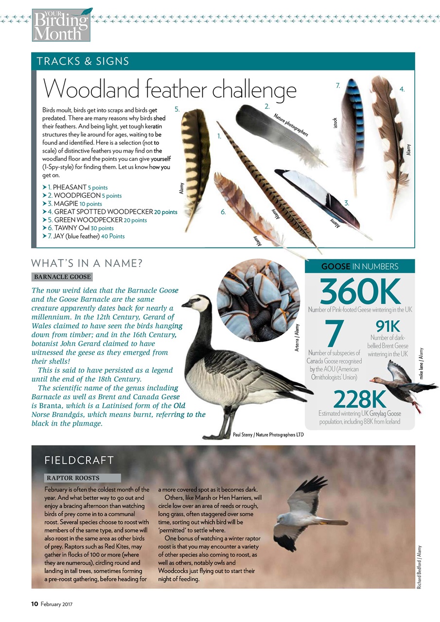 Bird Watching Preview Pages