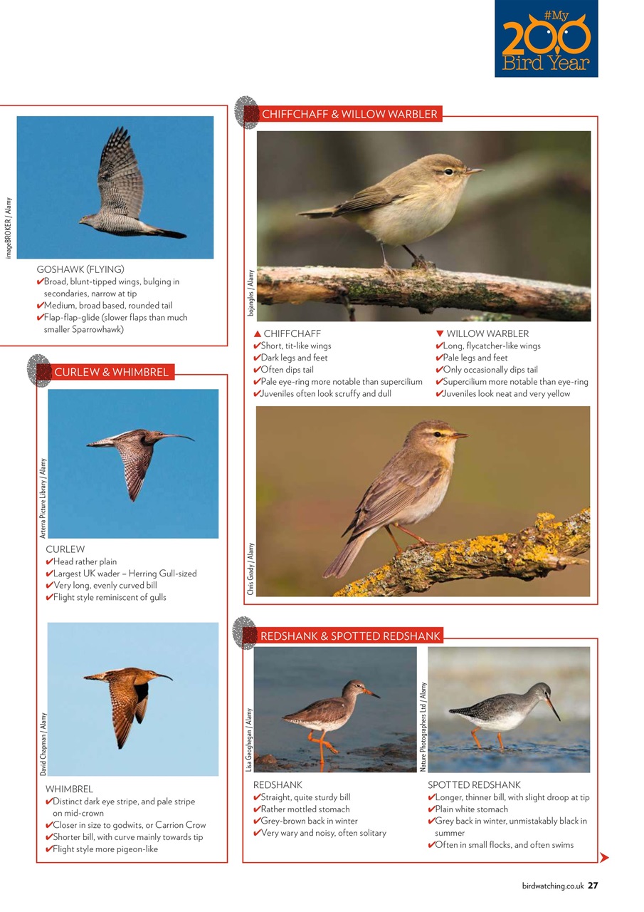 Bird Watching Preview Pages