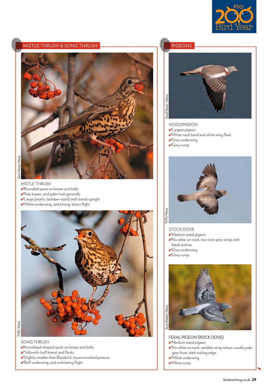 Bird Watching Preview Pages