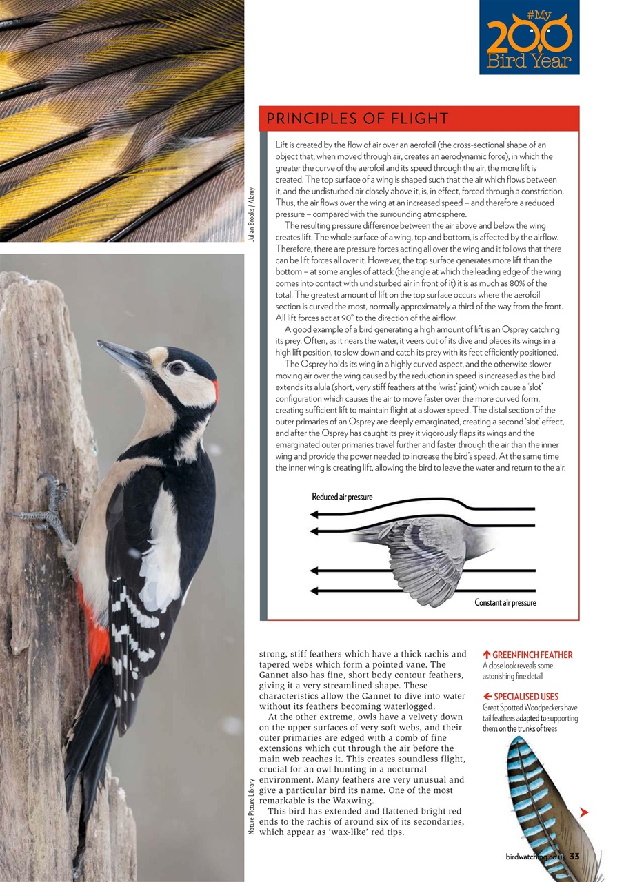 Bird Watching Preview Pages