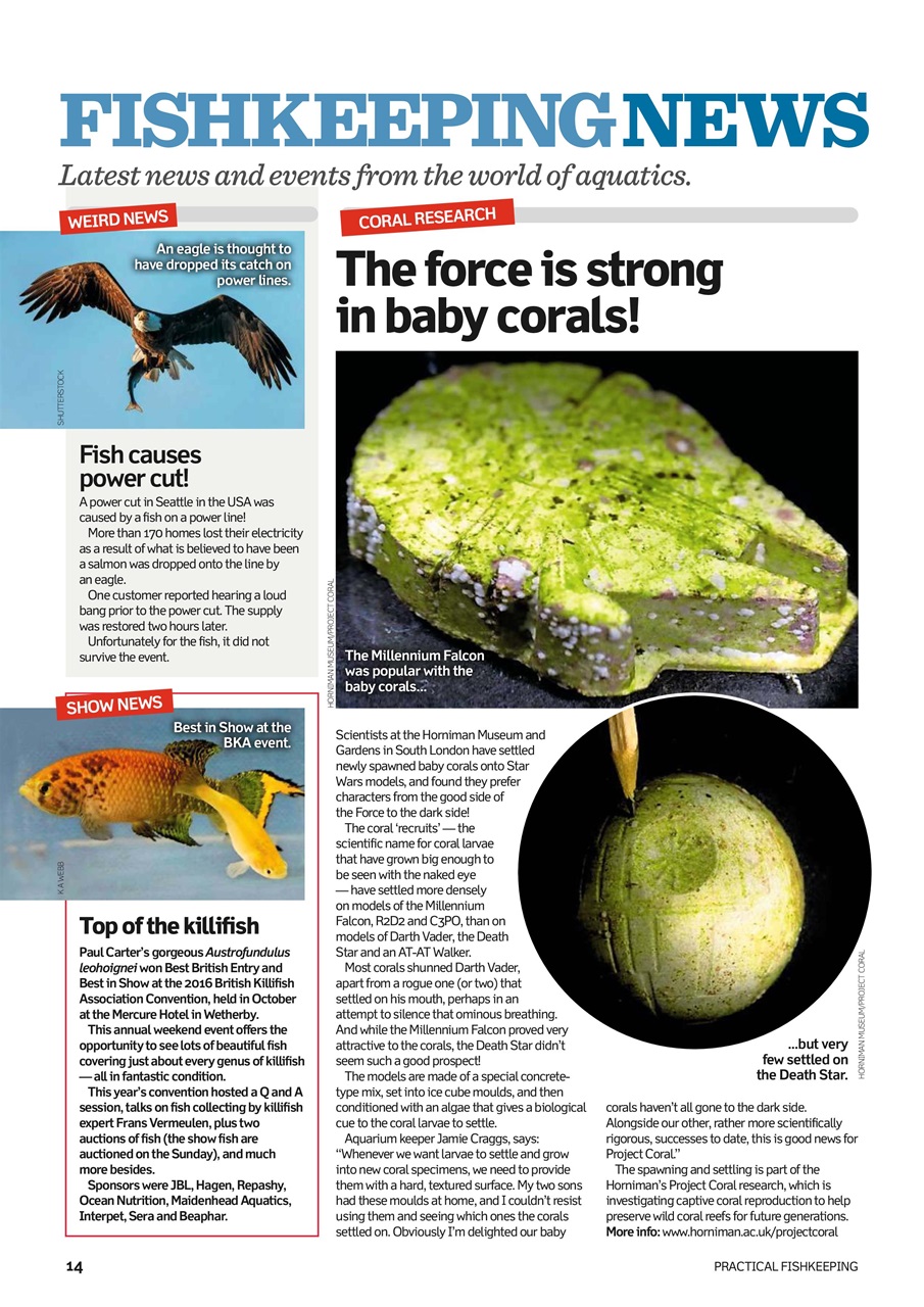 Practical Fishkeeping Preview Pages