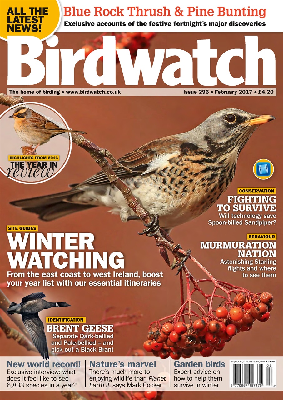 Birdwatch Magazine Preview Pages