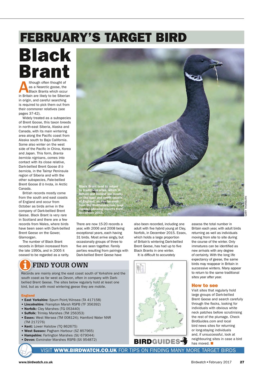 Birdwatch Magazine Preview Pages