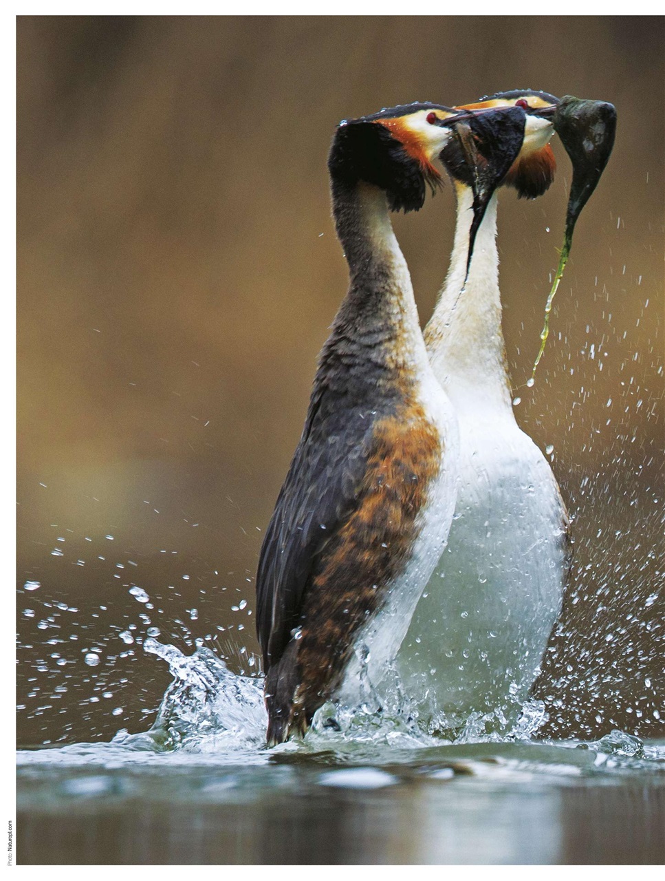 BBC Countryfile Magazine Preview Pages