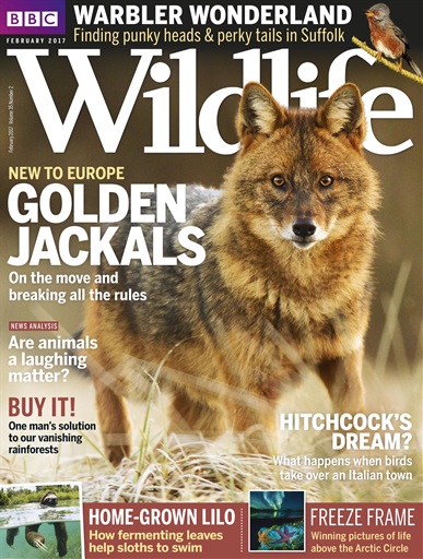 BBC Wildlife Magazine issue 