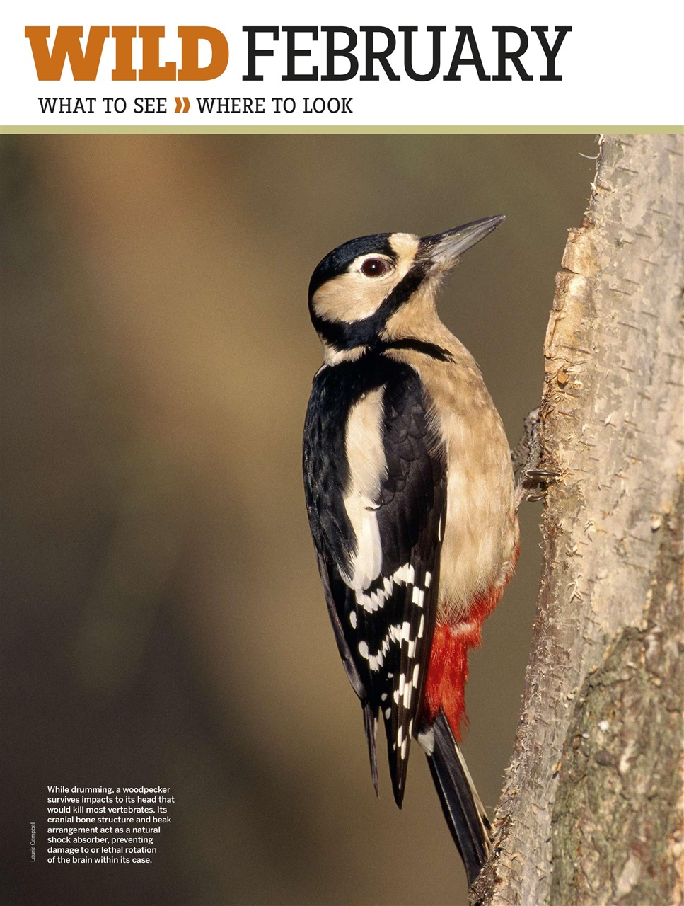 BBC Wildlife Magazine Preview Pages