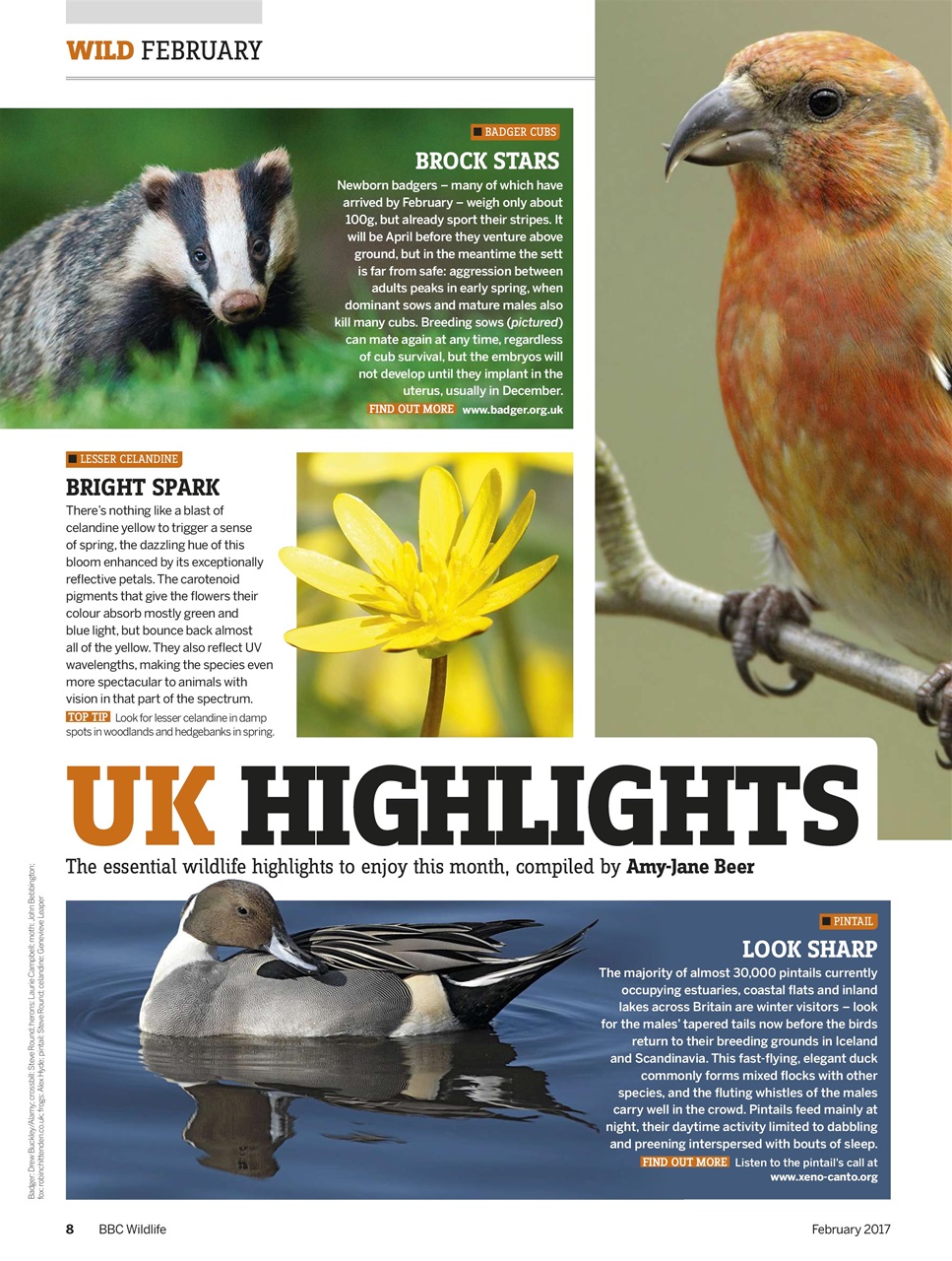 BBC Wildlife Magazine Preview Pages
