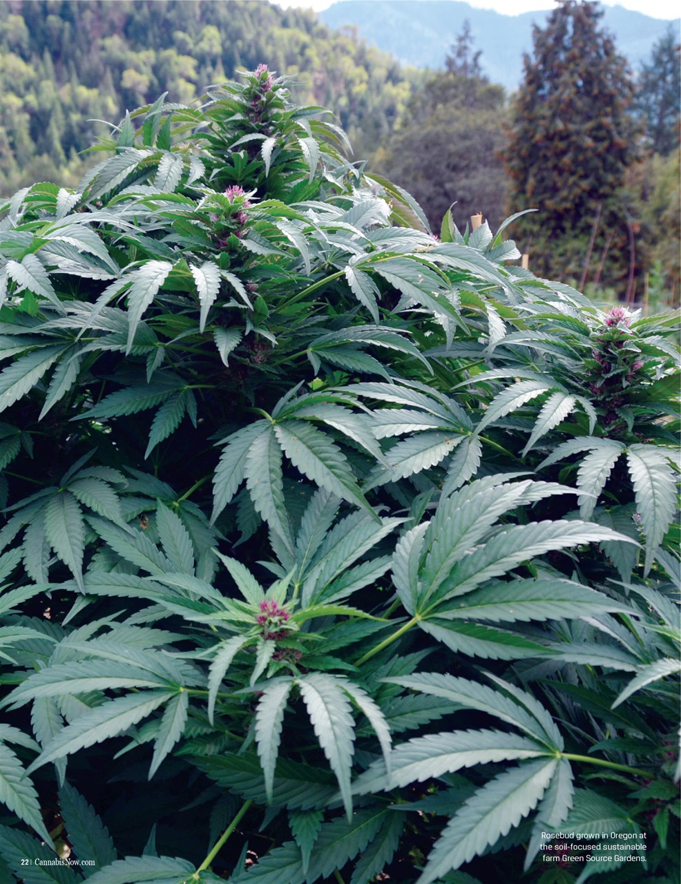 Cannabis Now Preview Pages