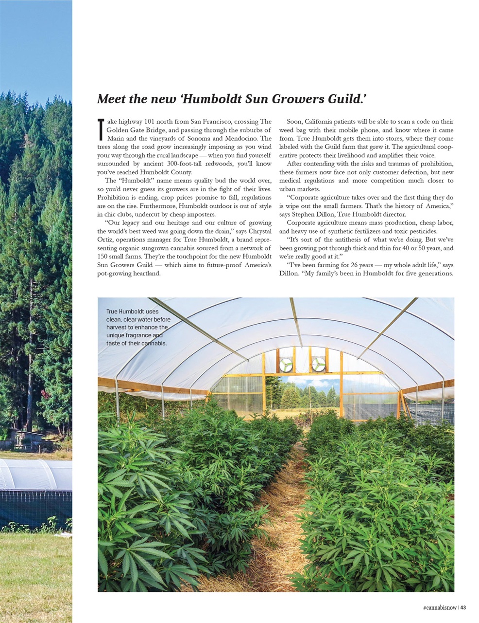 Cannabis Now Preview Pages