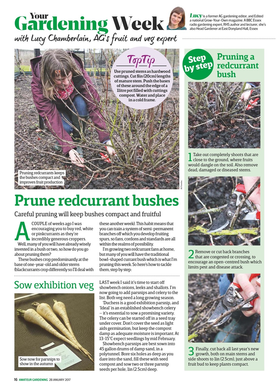 Amateur Gardening Preview Pages