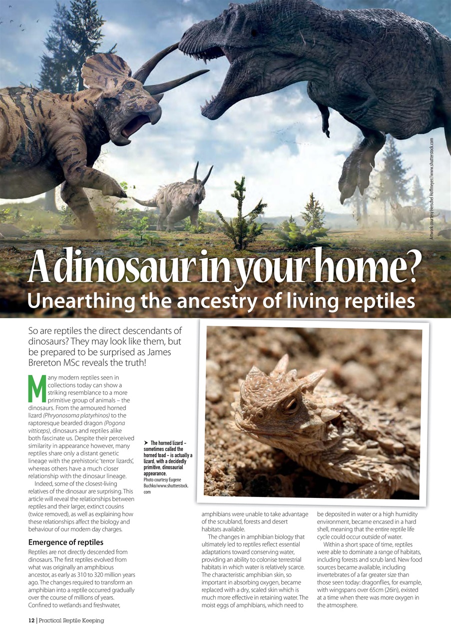 Practical Reptile Keeping Preview Pages