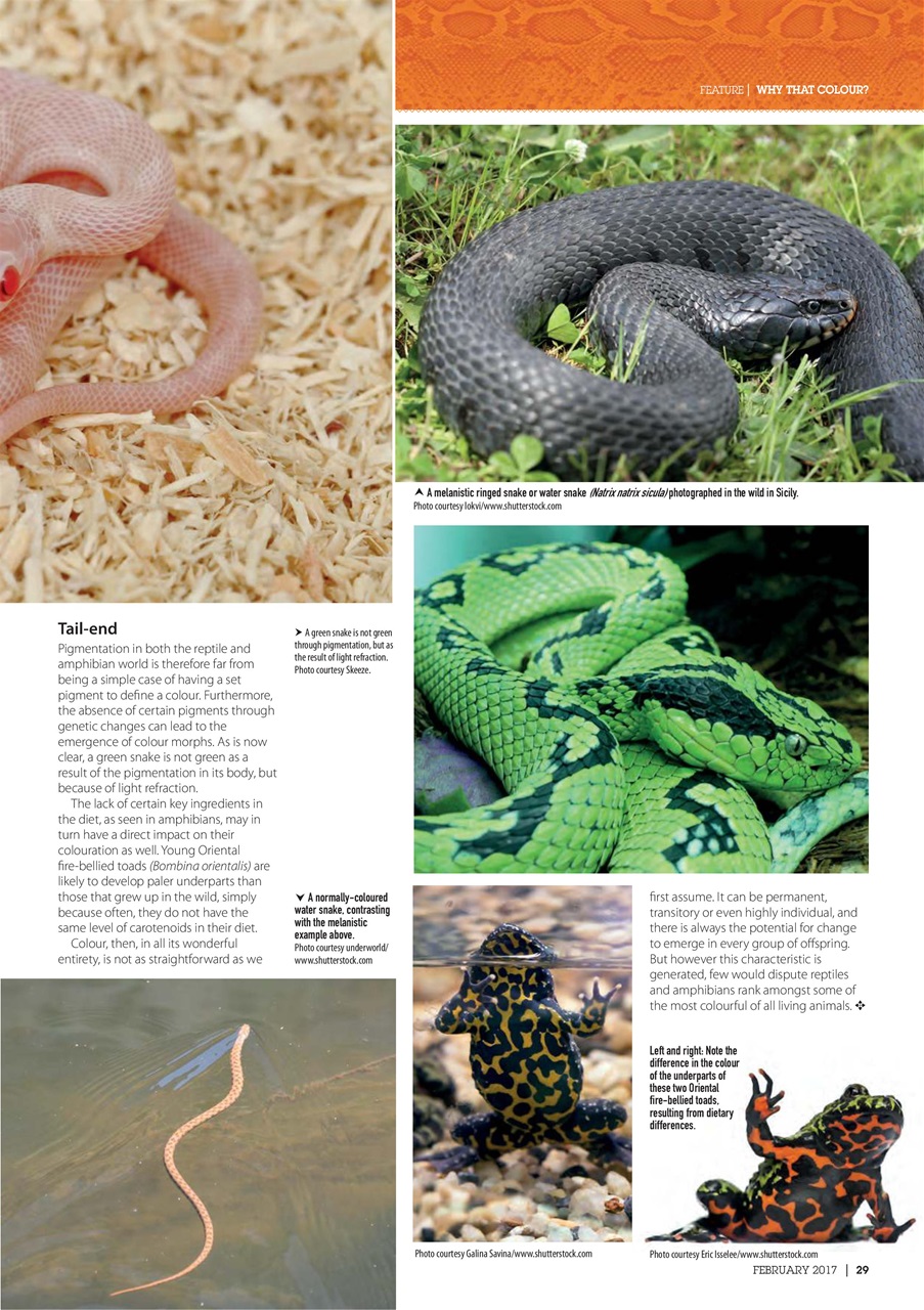Practical Reptile Keeping Preview Pages