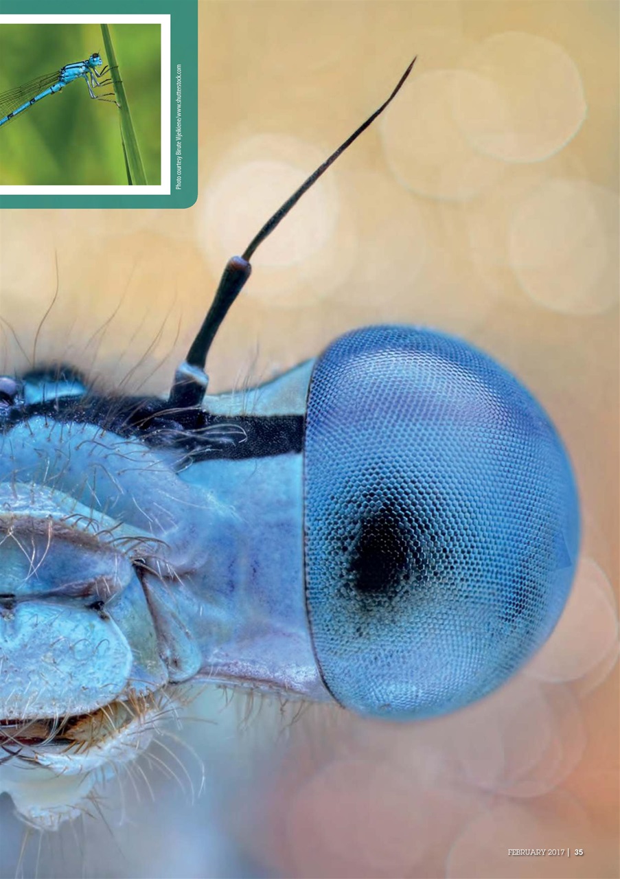 Practical Reptile Keeping Preview Pages