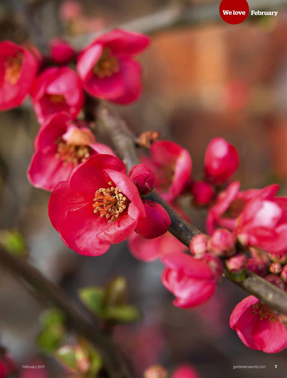 BBC Gardeners’ World Magazine Preview Pages