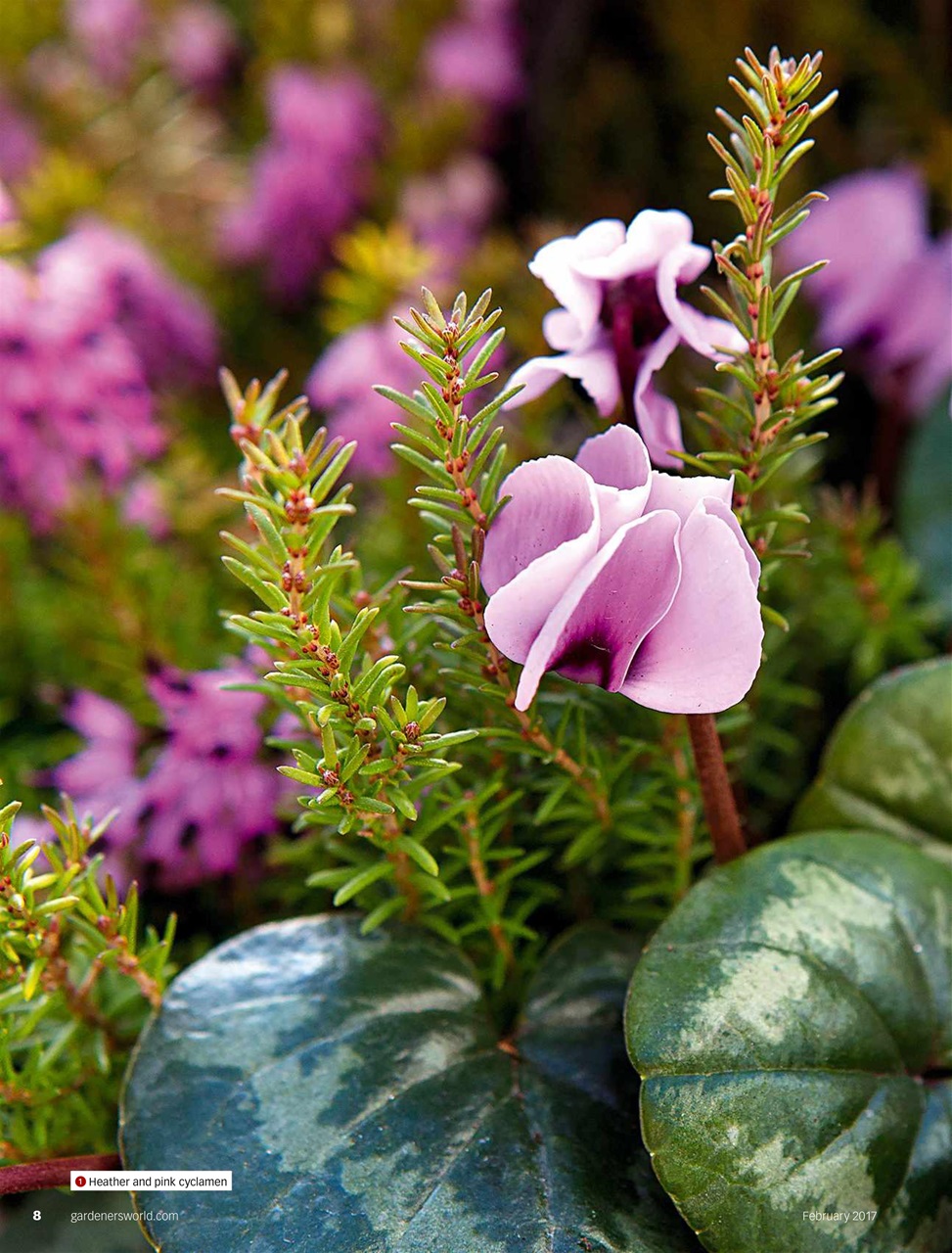 BBC Gardeners’ World Magazine Preview Pages
