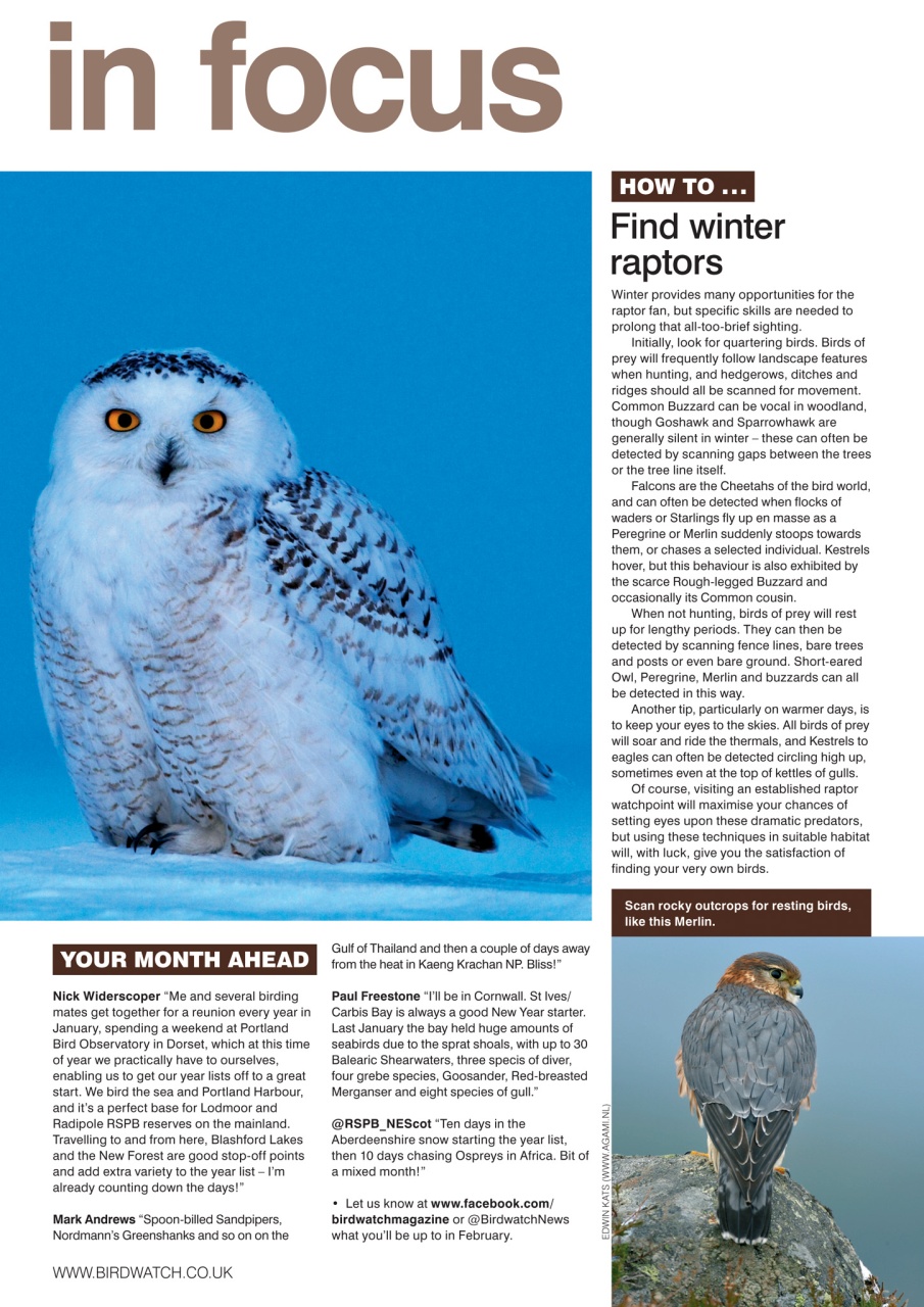 Birdwatch Magazine Preview Pages