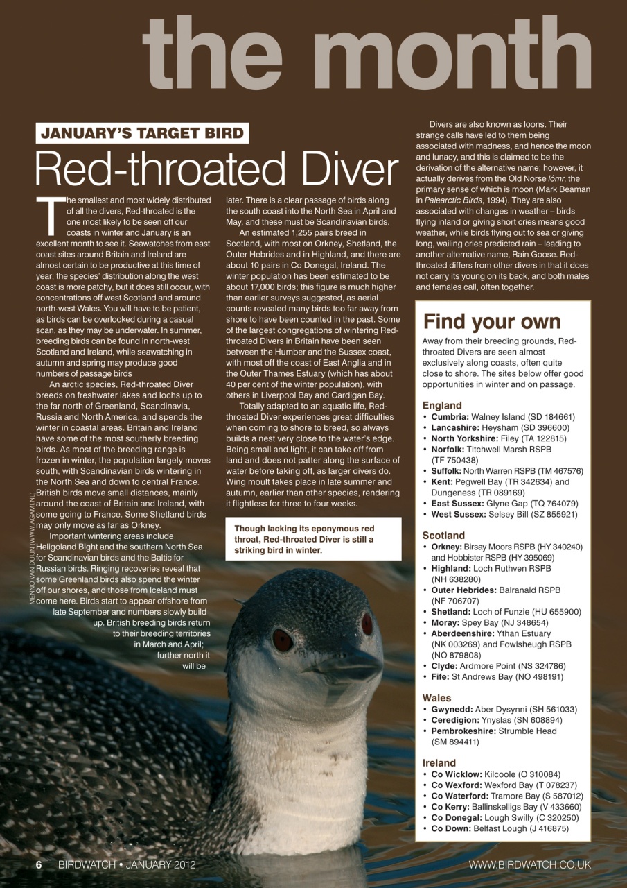 Birdwatch Magazine Preview Pages