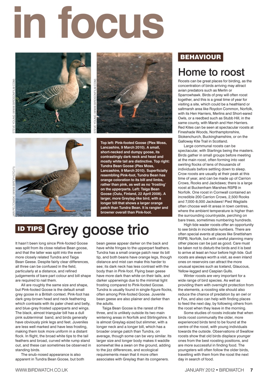 Birdwatch Magazine Preview Pages