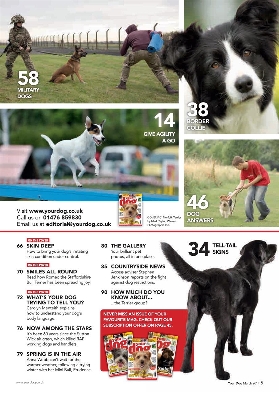 Your Dog Preview Pages
