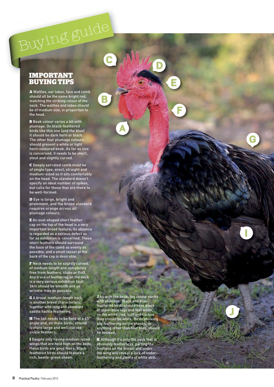 Practical Poultry Preview Pages