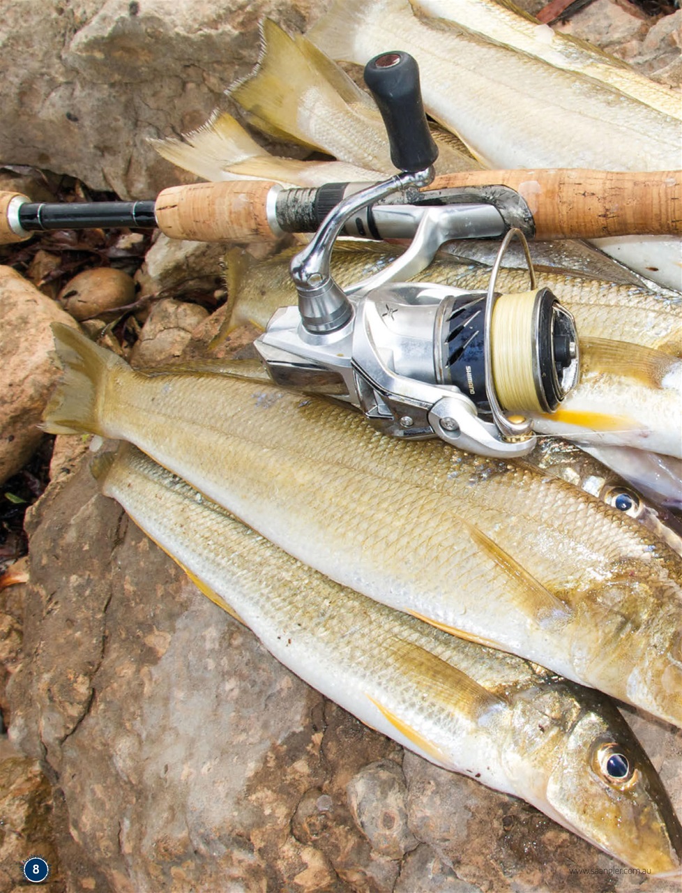 South Australian Angler Preview Pages