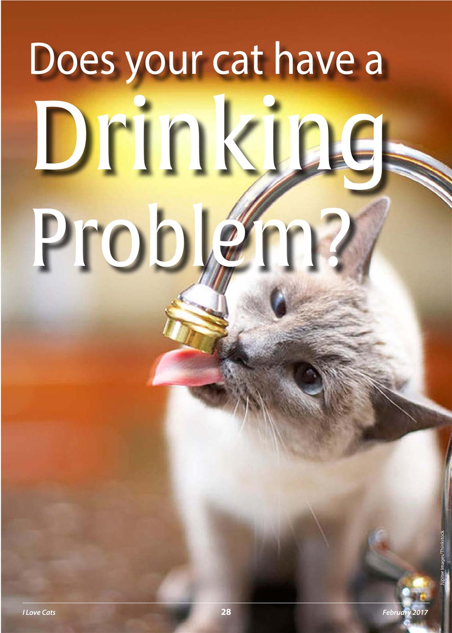 I Love Cats Preview Pages