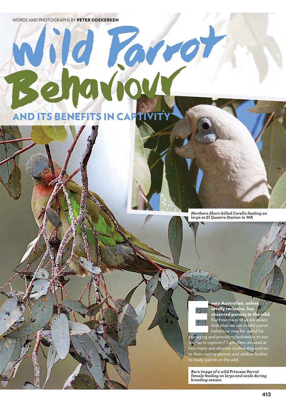 Australian Birdkeeper Magazine Preview Pages