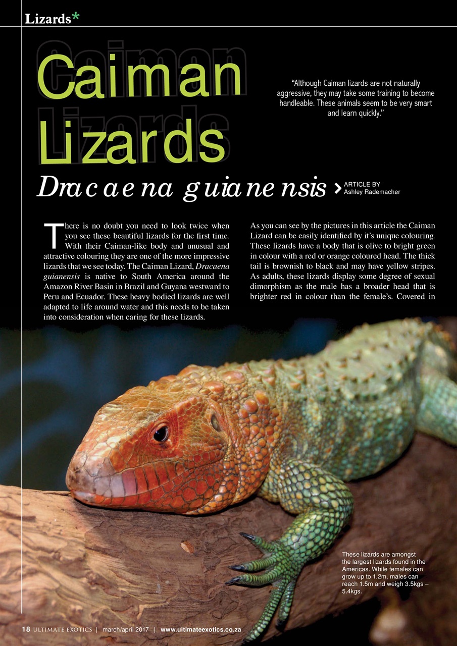 Ultimate Exotics Preview Pages