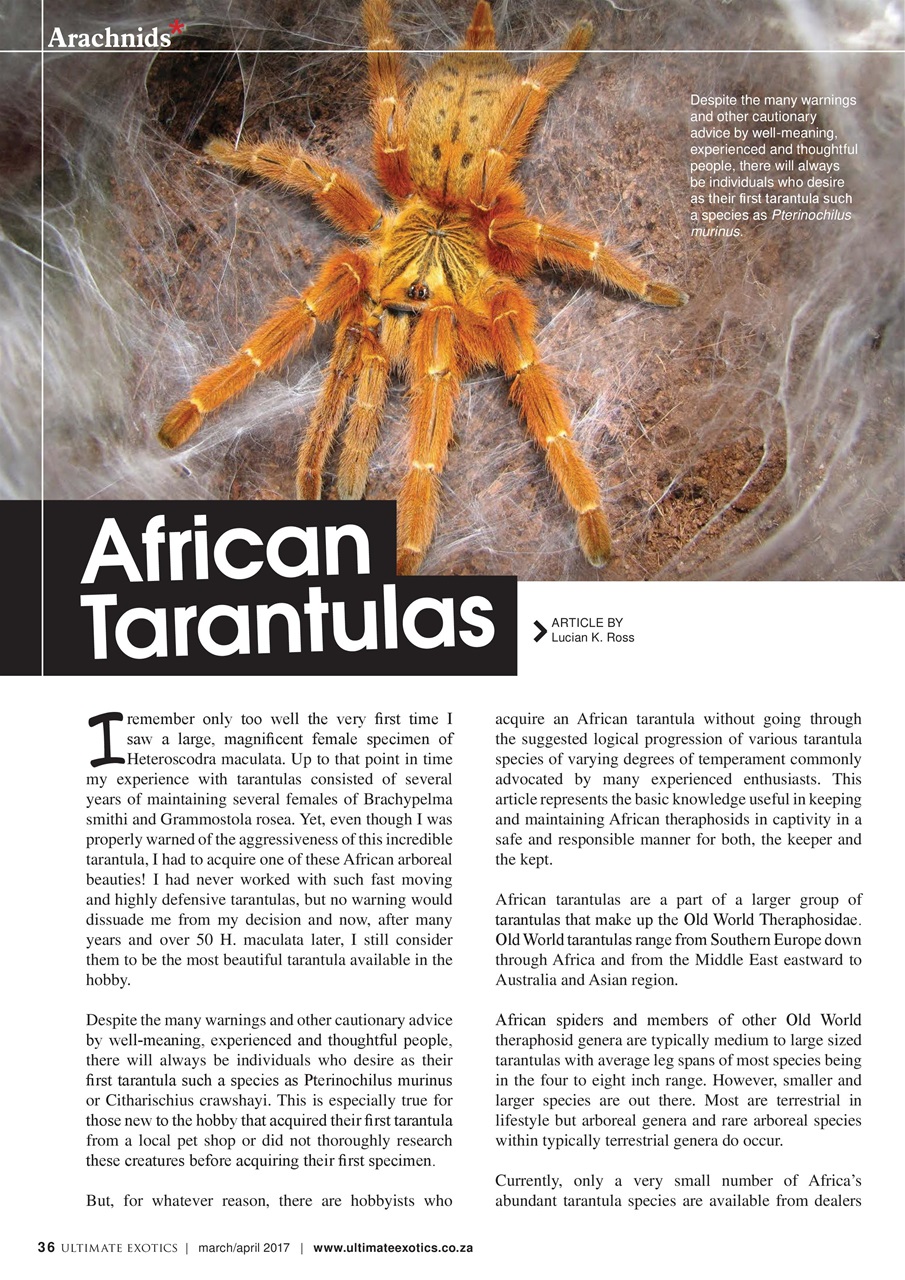 Ultimate Exotics Preview Pages