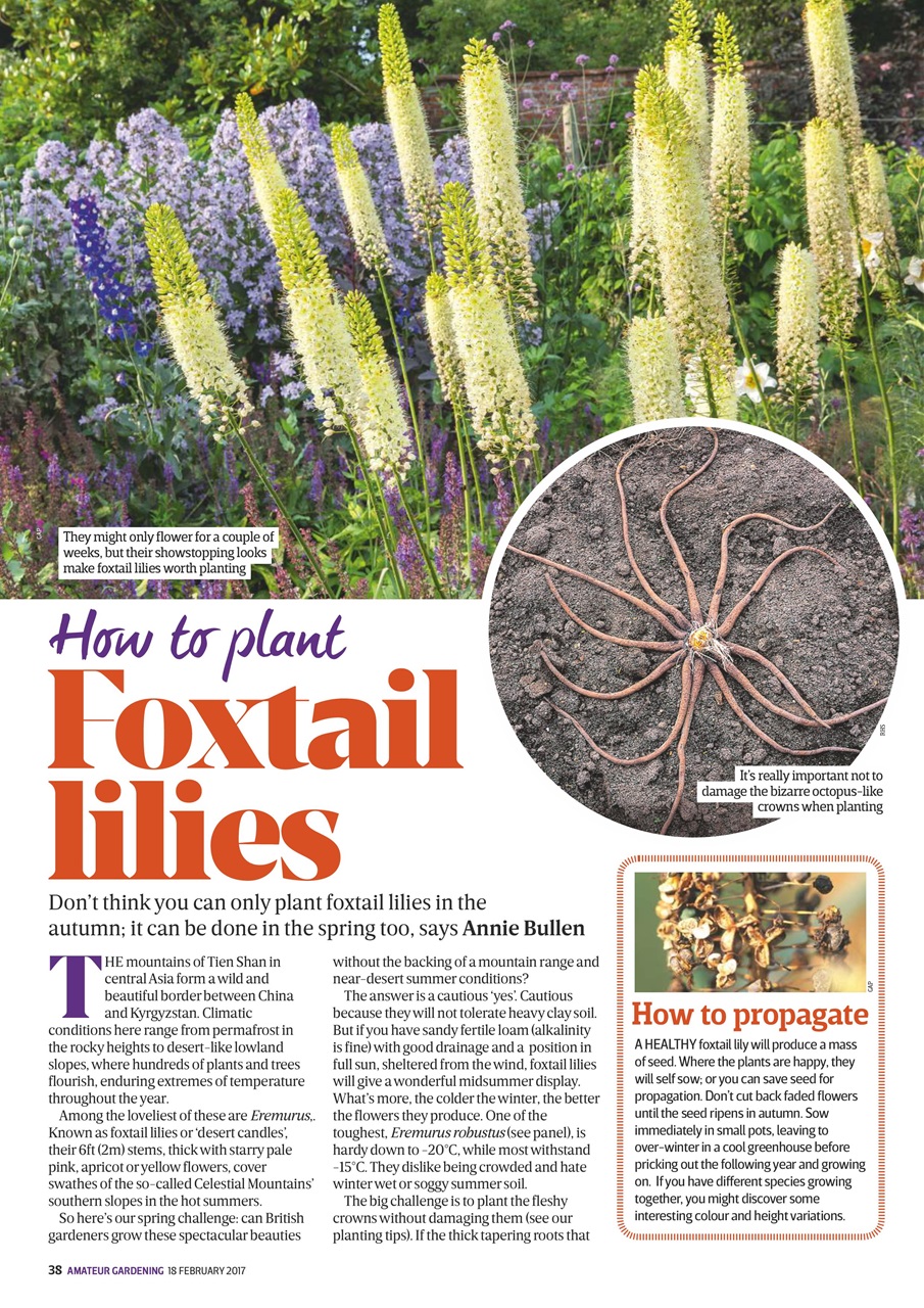 Amateur Gardening Preview Pages