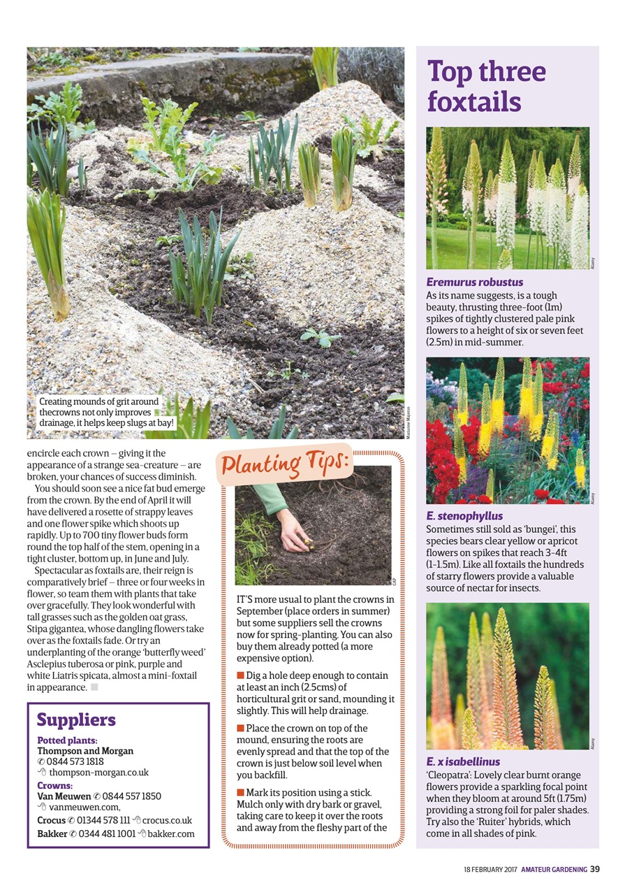Amateur Gardening Preview Pages