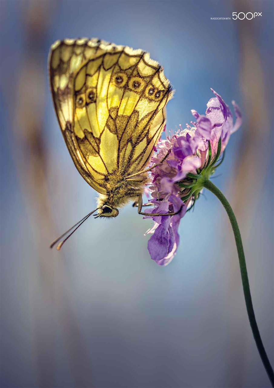 Digital SLR Photography Preview Pages