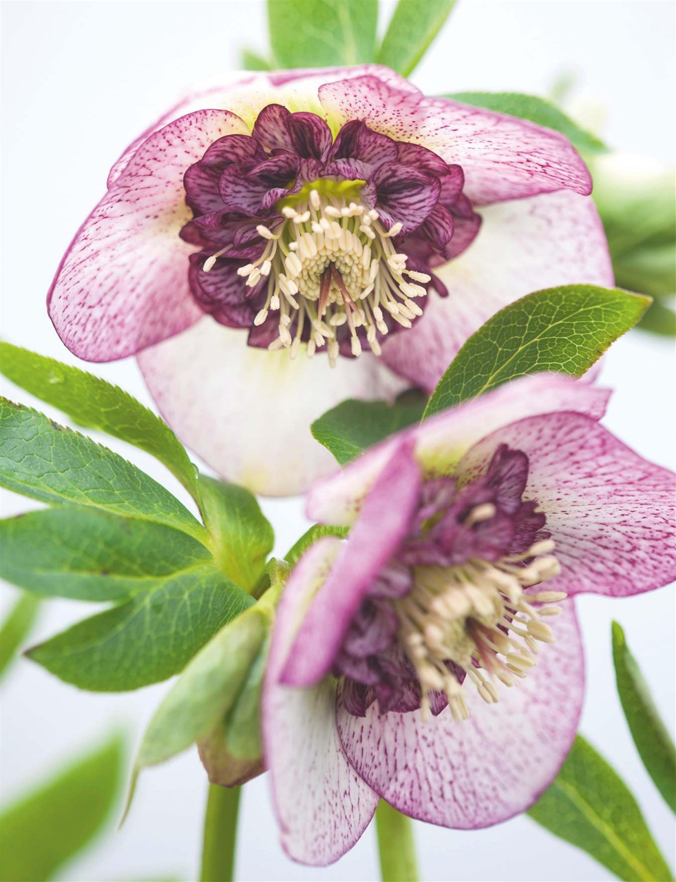 Country Life Preview Pages