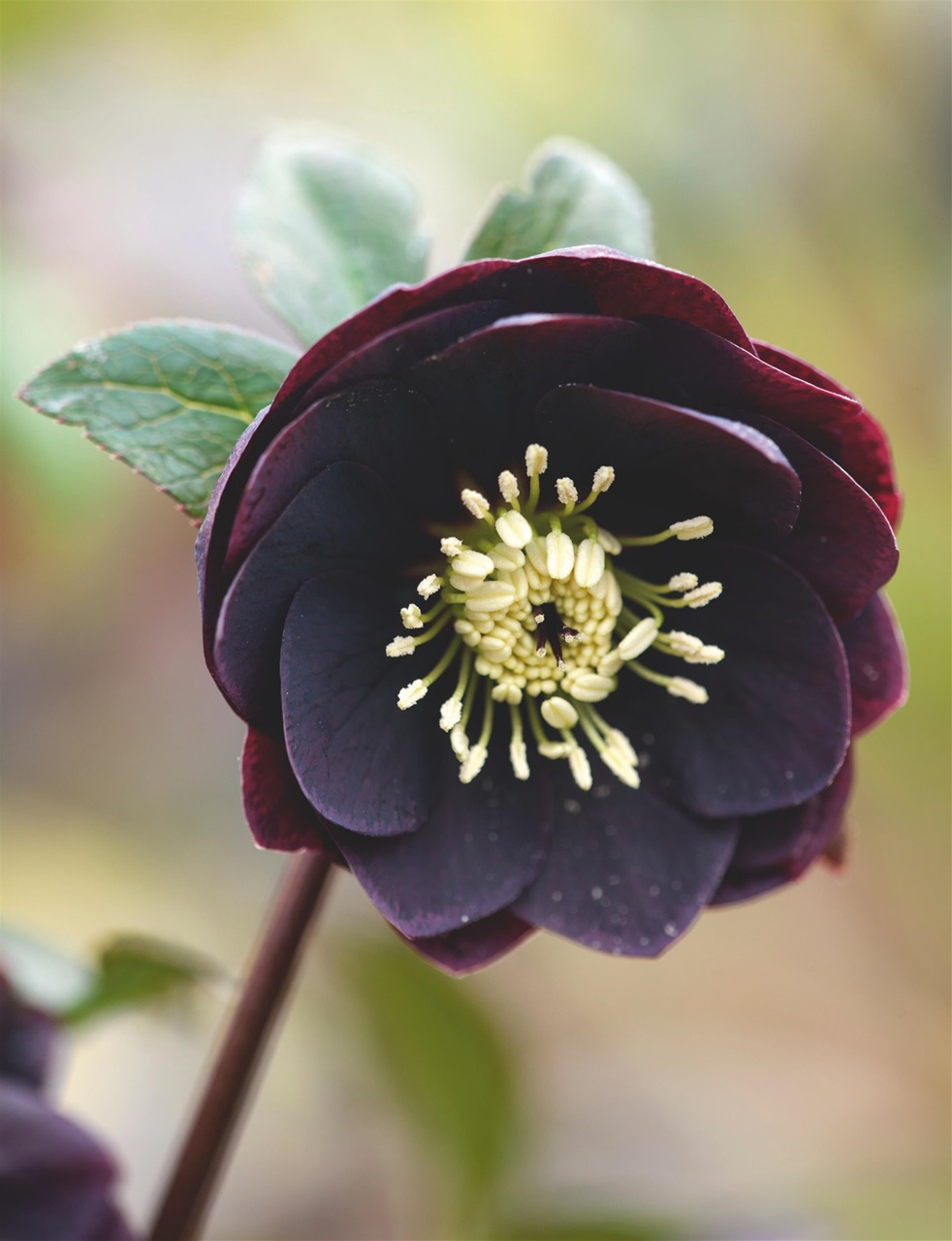 Country Life Preview Pages