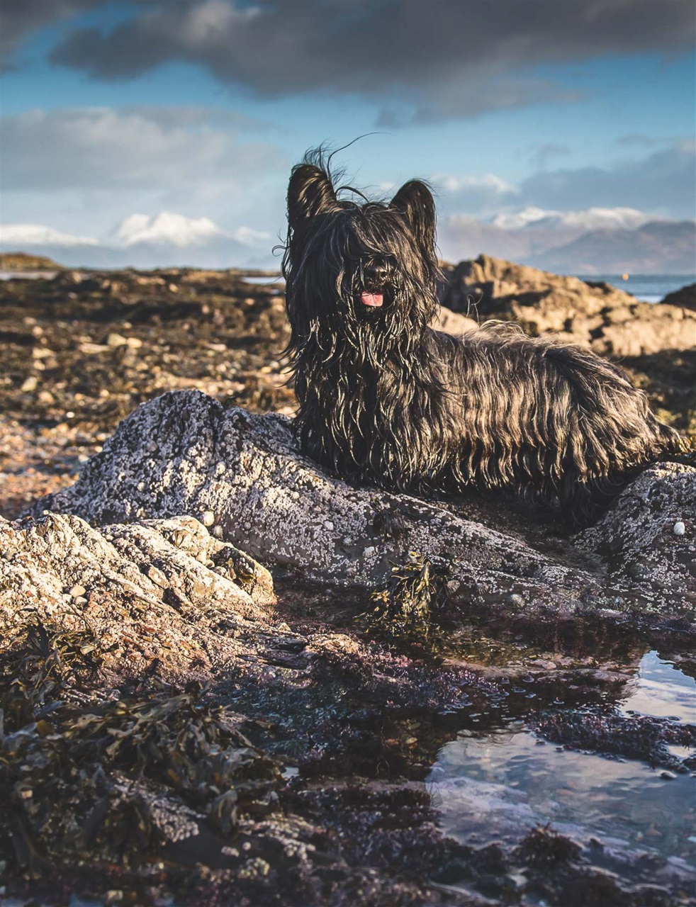 Country Life Preview Pages