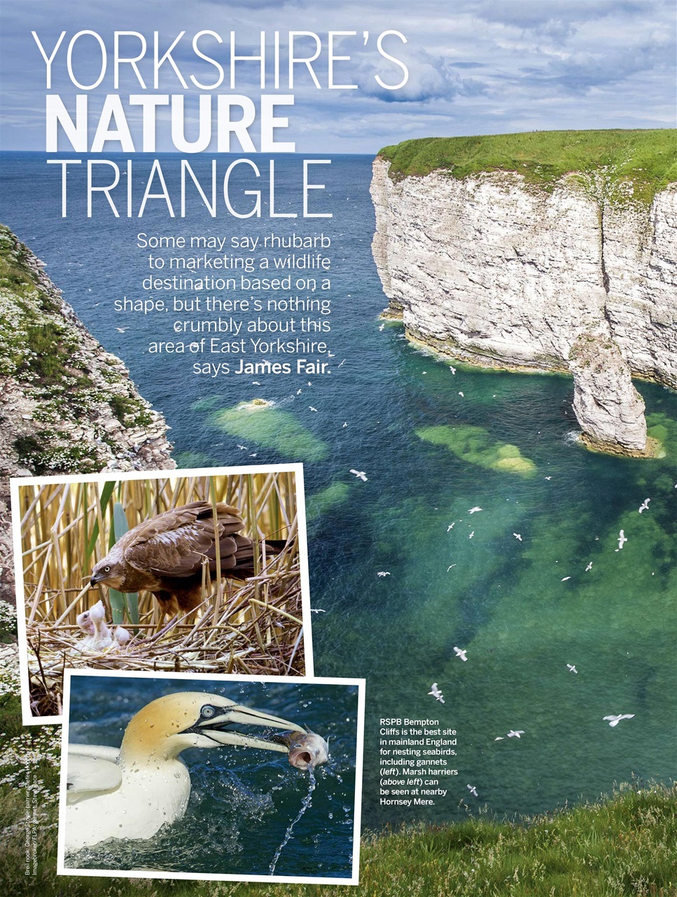BBC Wildlife Magazine Preview Pages