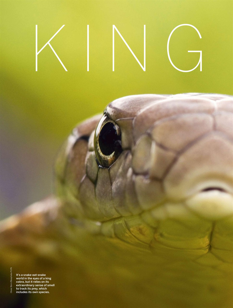 BBC Wildlife Magazine Preview Pages