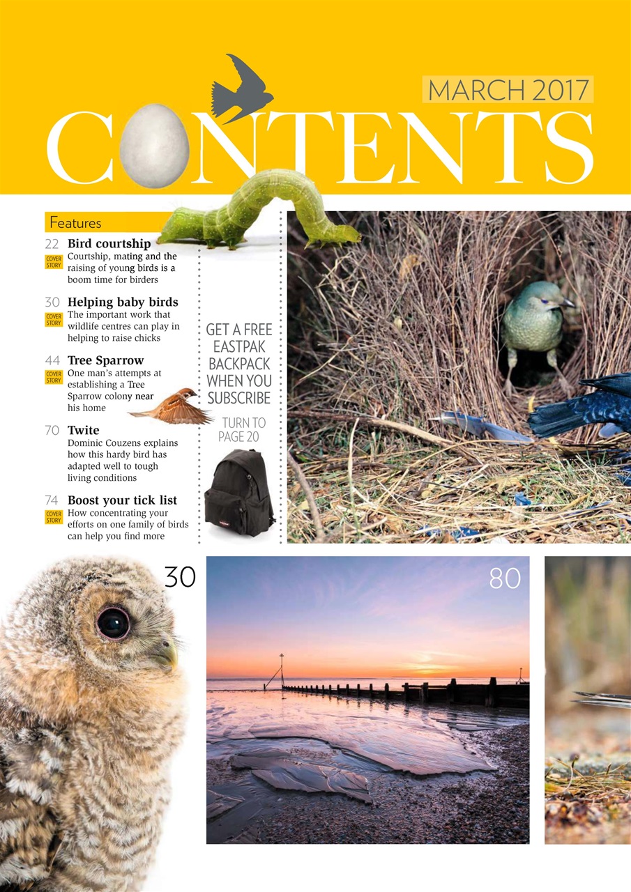 Bird Watching Preview Pages