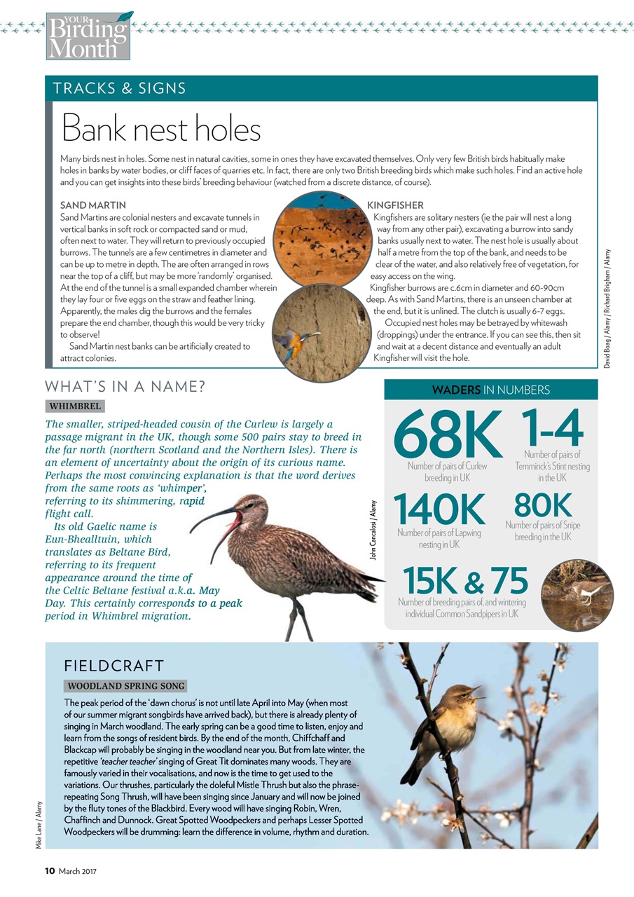 Bird Watching Preview Pages