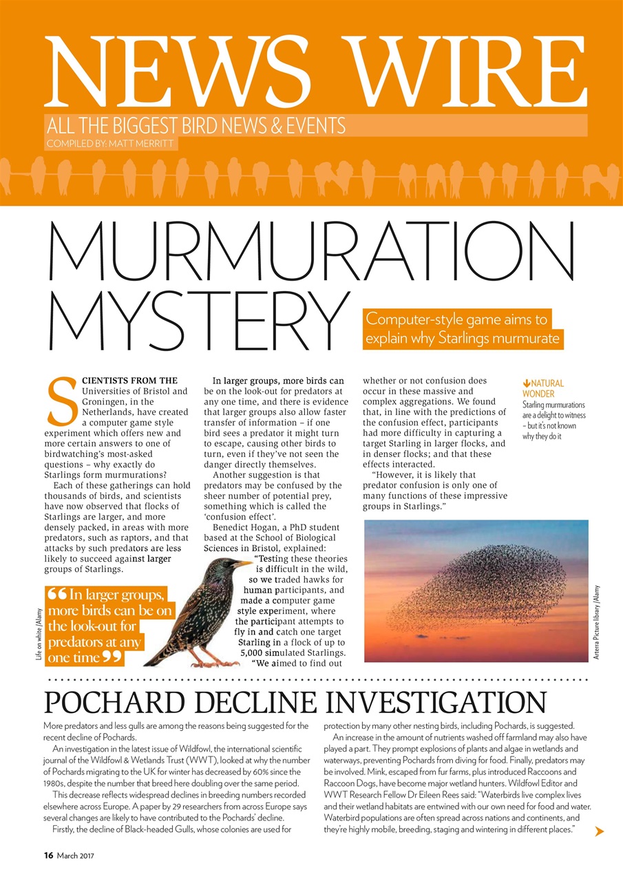 Bird Watching Preview Pages