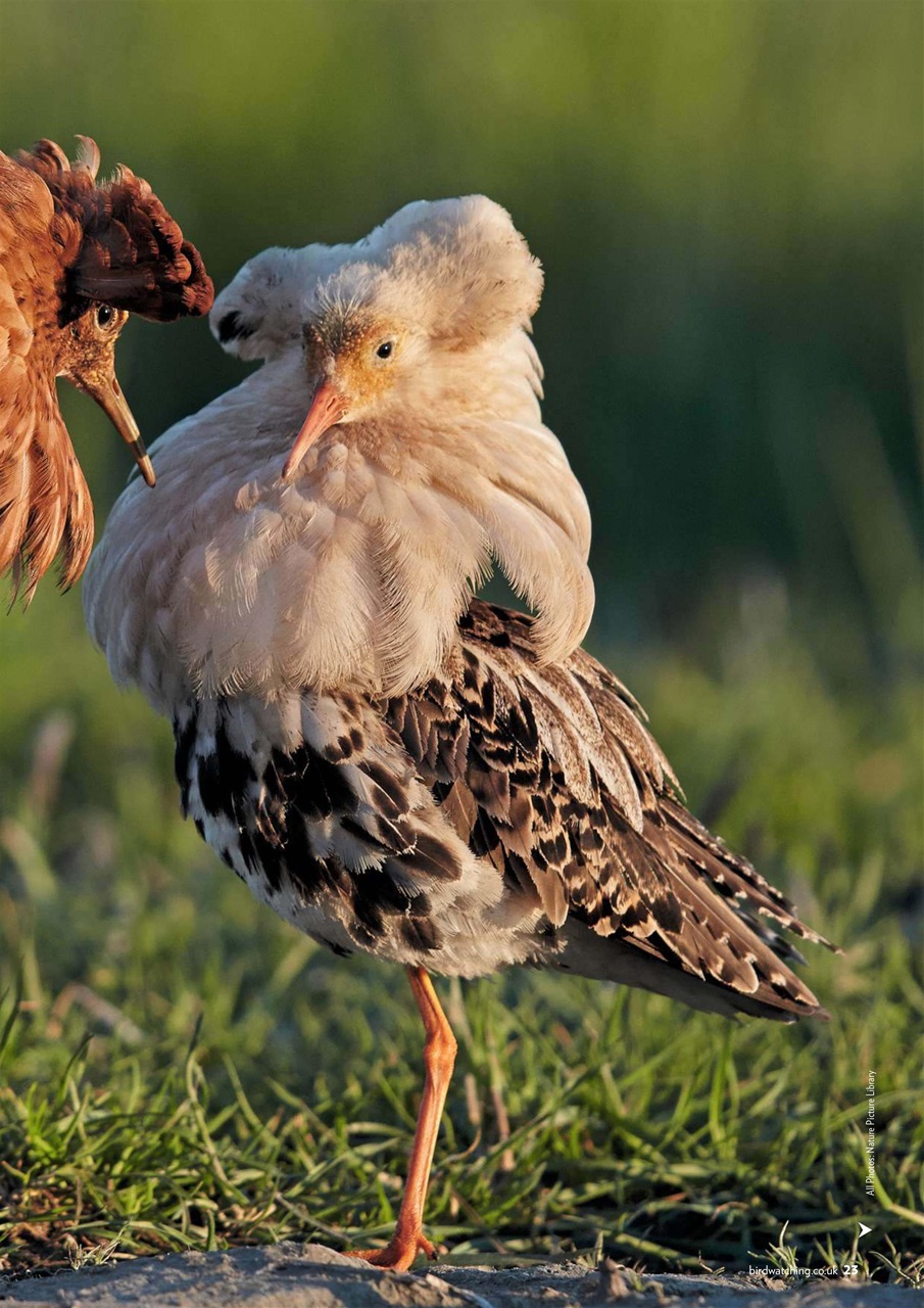 Bird Watching Preview Pages