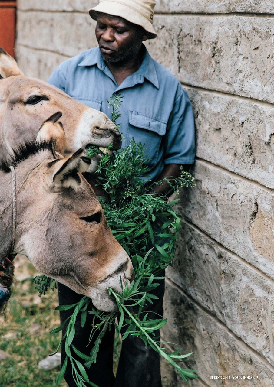 Your Horse Preview Pages