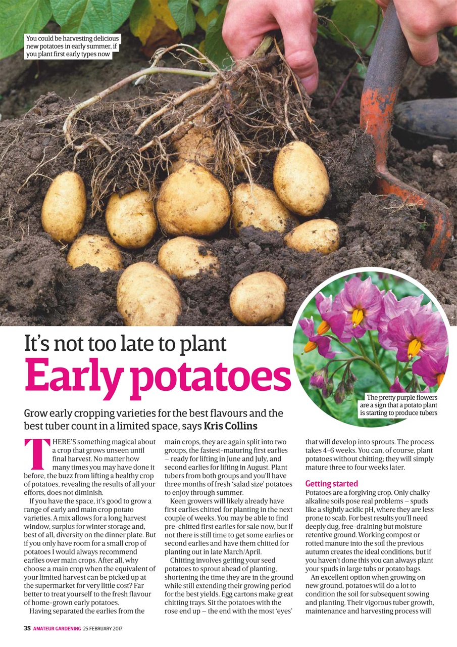 Amateur Gardening Preview Pages