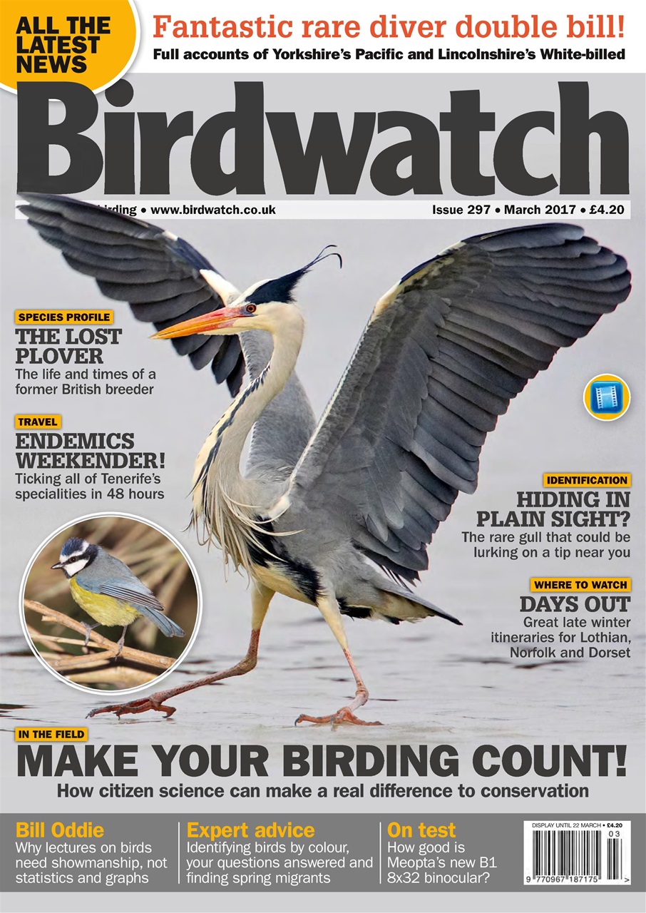 Birdwatch Magazine Preview Pages