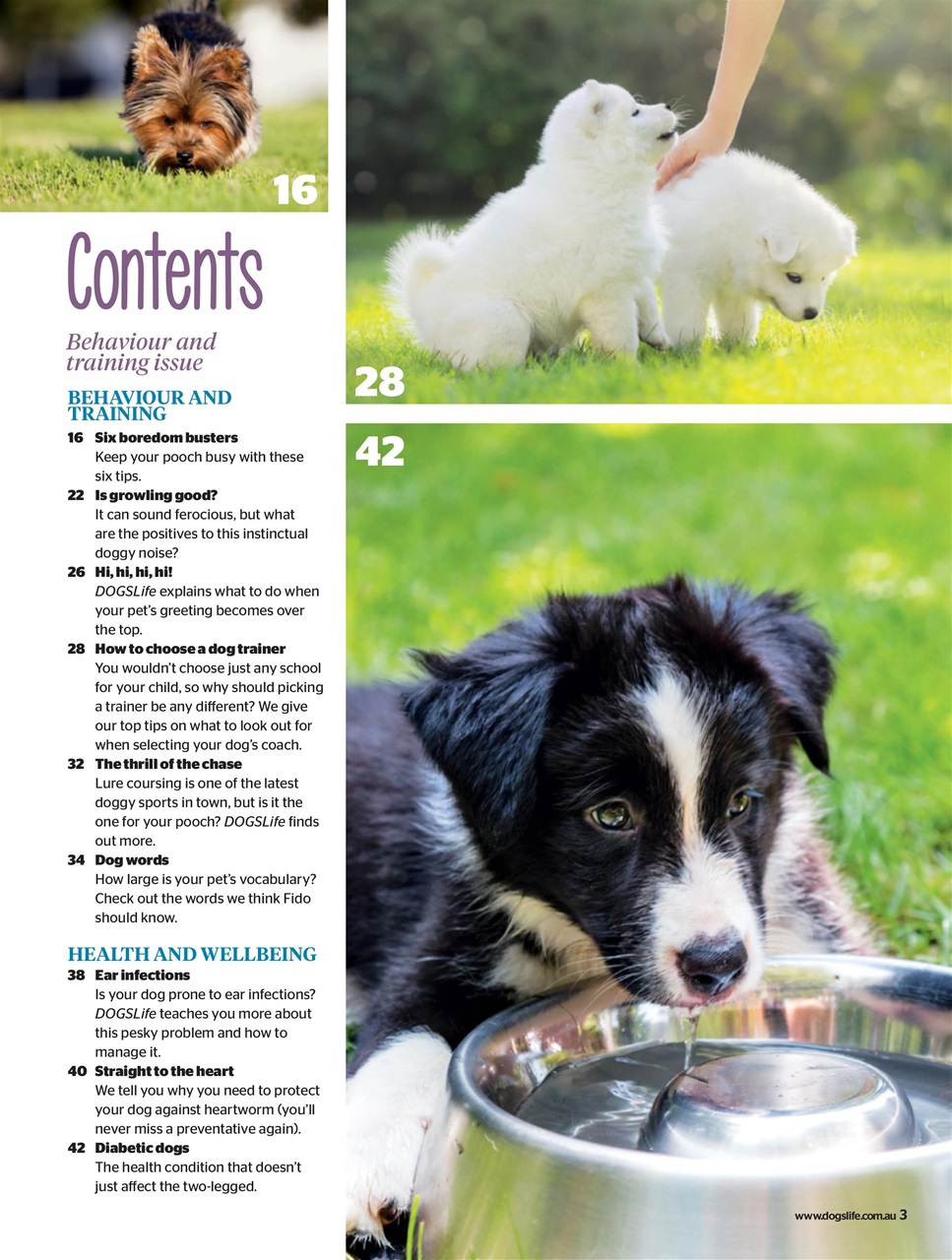 Dogs Life Preview Pages