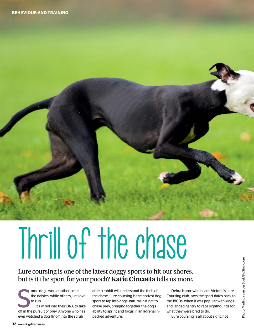 Dogs Life Preview Pages