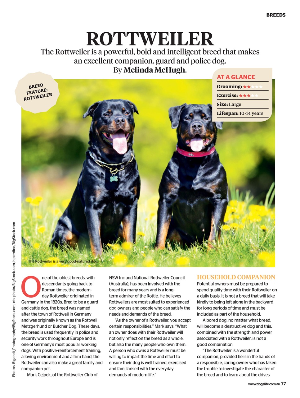 Dogs Life Preview Pages