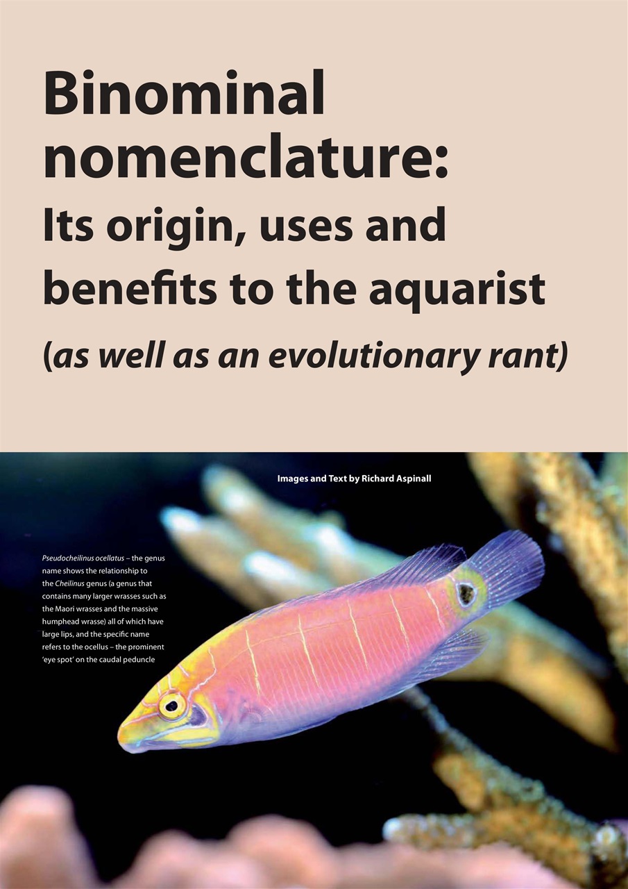 UltraMarine Magazine Preview Pages