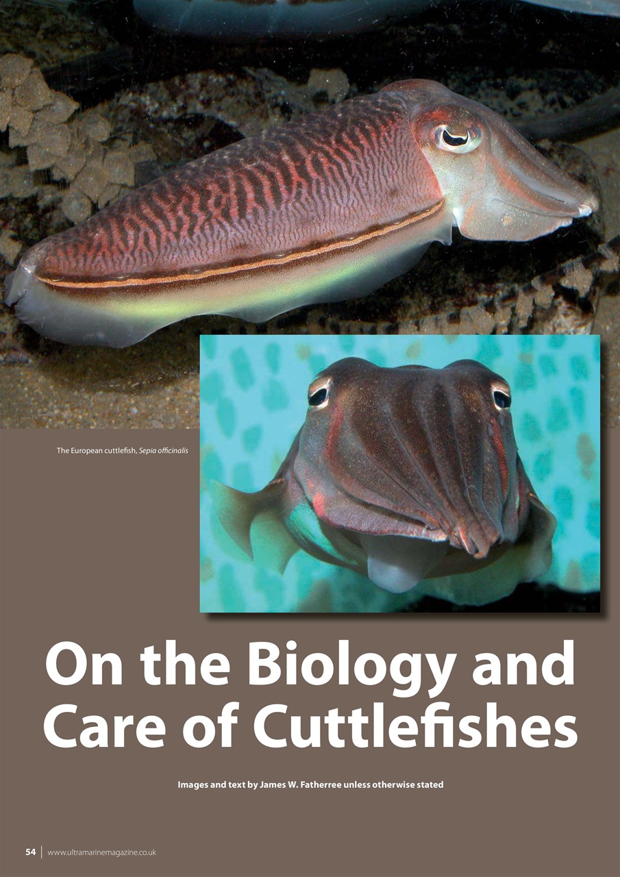 UltraMarine Magazine Preview Pages